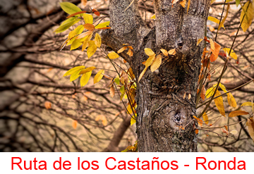 link-Ruta de los Castaños360x247